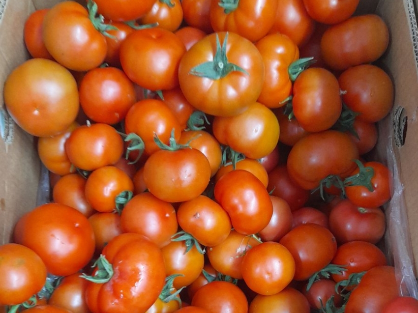 ​Агропредприятие в Читинском районе приступило к сбору томатов